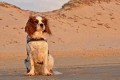 Hund am Strand in Frankreich